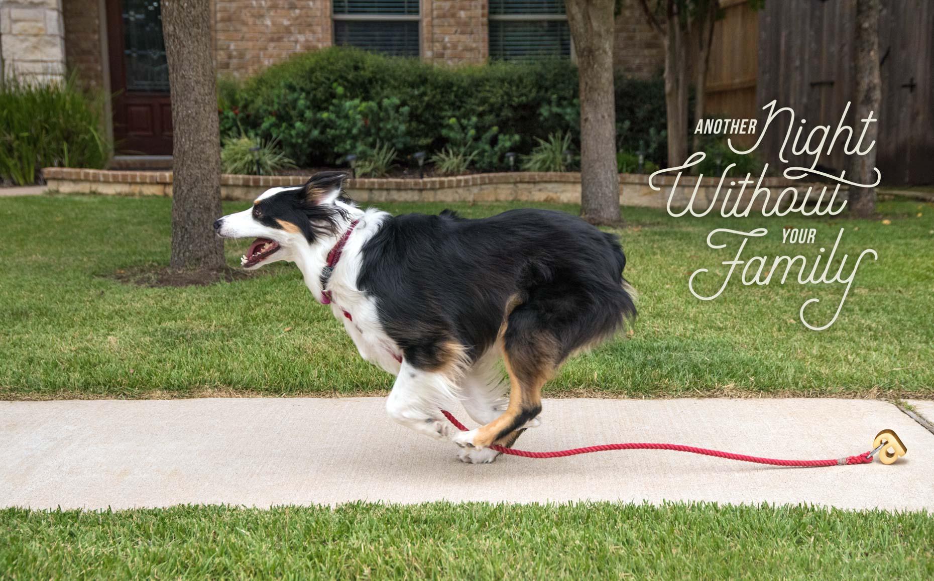 Addys_Images_for_Dave_Dog